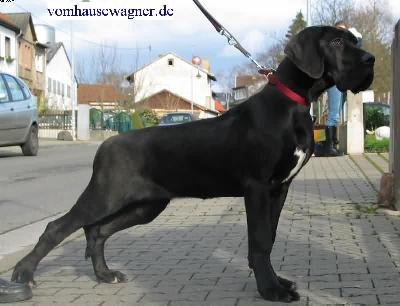 Danaos Vom Hause Wagner