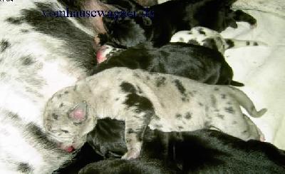 Dryas Vom Hause Wagner