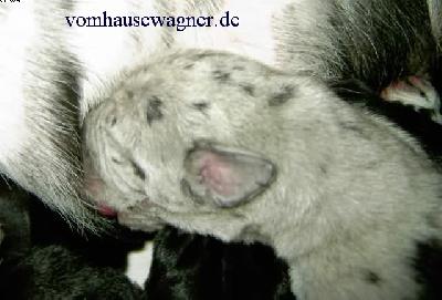 Dryas Vom Hause Wagner