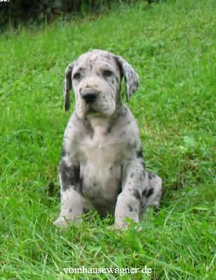 Dryas Vom Hause Wagner