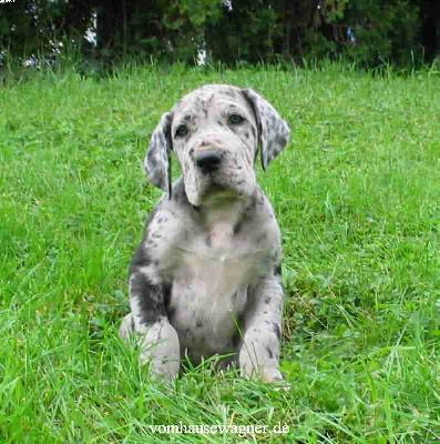 Dryas Vom Hause Wagner