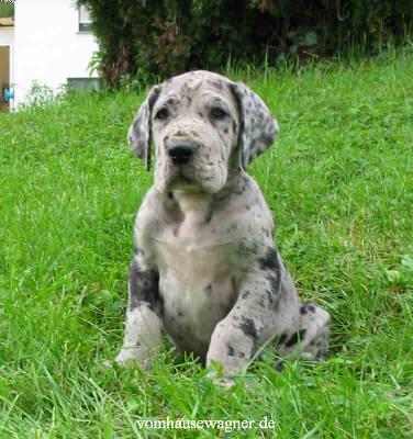 Dryas Vom Hause Wagner