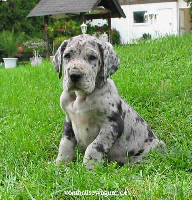 Dryas Vom Hause Wagner