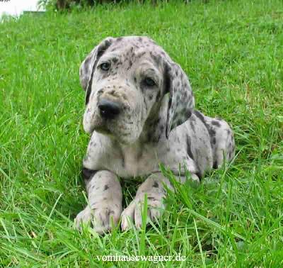 Dryas Vom Hause Wagner