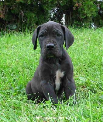 Dira Vom Hause Wagner