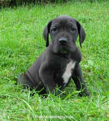 Dira Vom Hause Wagner