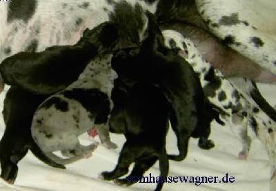 Yaca2006081907 Vom Hause Wagner