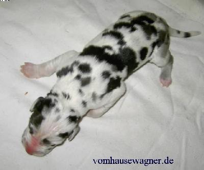 Yaca2006081908 Vom Hause Wagner