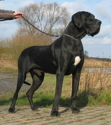 Enno Von Der Stadt Lneburg