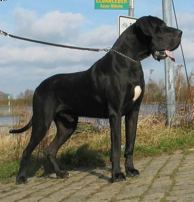 Enno Von Der Stadt Lneburg