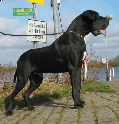 Enno Von Der Stadt Lneburg