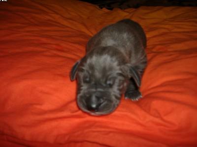 Iven Vom Spandauer Wappen