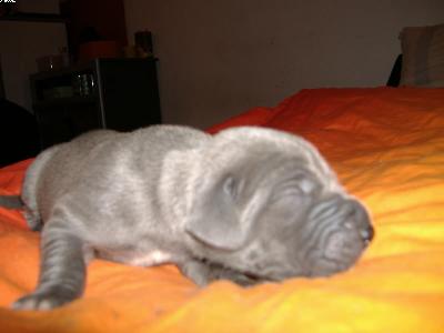 Iolaus Vom Spandauer Wappen