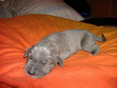 Indigo Vom Spandauer Wappen