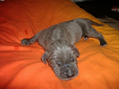 Isegrim Vom Spandauer Wappen