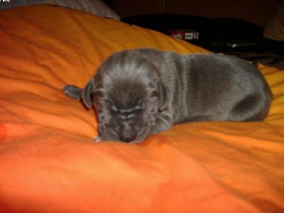 Inessa Vom Spandauer Wappen