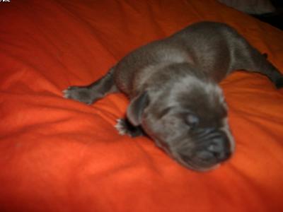 Inanna Vom Spandauer Wappen