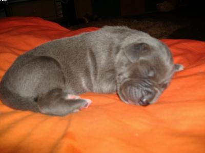 Iltschi Vom Spandauer Wappen