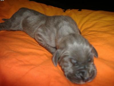 Ilka Vom Spandauer Wappen