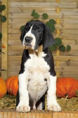 Caruso Vom Elfinger Berg