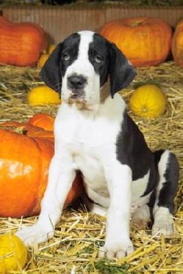 Capone Vom Elfinger Berg