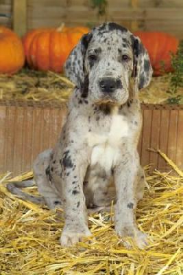 Caspar Vom Elfinger Berg