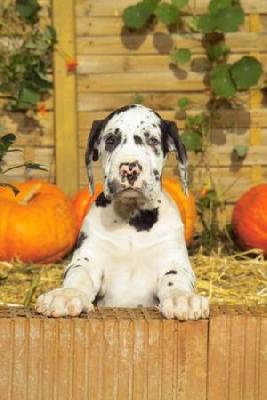 Conan Vom Elfinger Berg