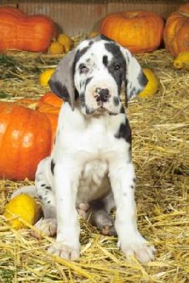 Caesar Vom Elfinger Berg