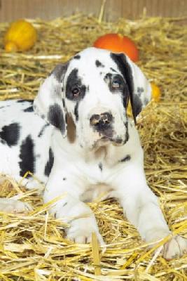 Casiopaia Vom Elfinger Berg