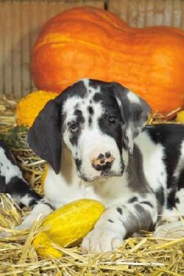 Chiara Vom Elfinger Berg