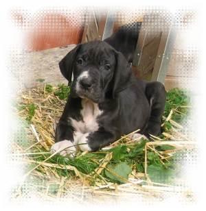 Chayenne Vom Elfinger Berg