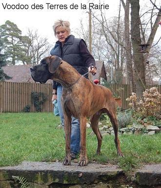 Voodoo Des Terres De La Rairie