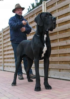 Albert Des Terres De La Rairie