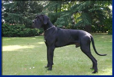 Thiago Della Baia Azzurra