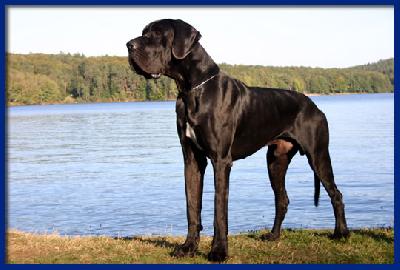Thiago Della Baia Azzurra