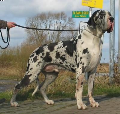 Karan Vom Wohldenberg