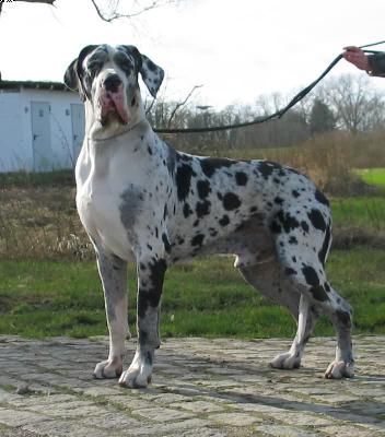 Karan Vom Wohldenberg