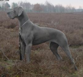 Chanell Aus Dem Hause Hajo