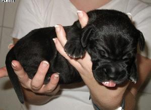 Aramis Vom Hutzelgrund