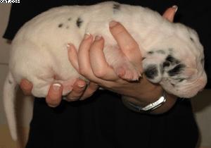 Aragon Vom Hutzelgrund