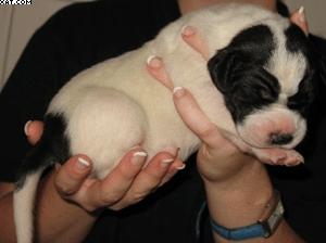 Ariell Vom Hutzelgrund