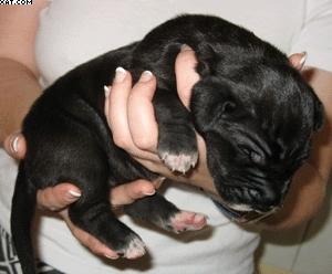 Athena Vom Hutzelgrund