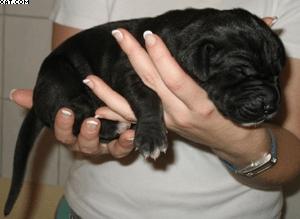 Amira Vom Hutzelgrund