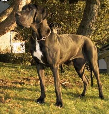 Tiffany Fauna De La Benjamine