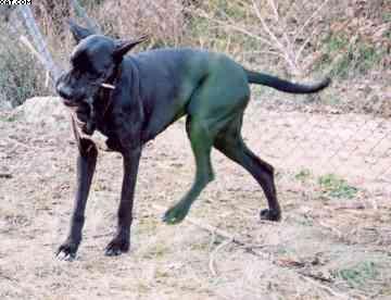 Rashamba De La Benjamine