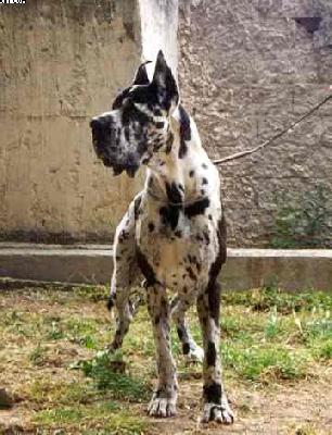 Let-it-be De La Benjamine