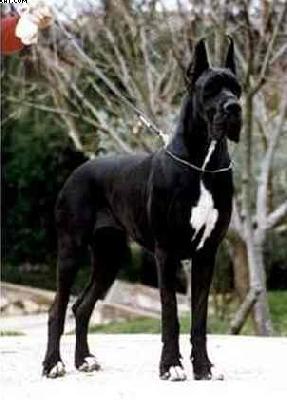 Mille Et Une Nuits De La Benjamine