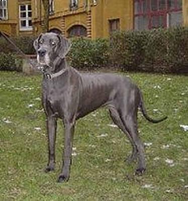 Bullcronans Haute Couture