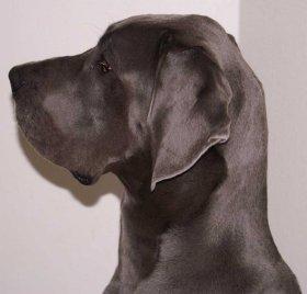 Bullcronans Kaiser Wilhelm