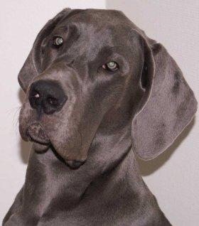 Bullcronans Kaiser Wilhelm